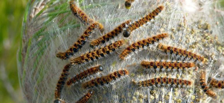 Cocon de chenilles